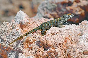 Salar: Fabian's lizard (Liolaemus fabiani), endemic, Salar