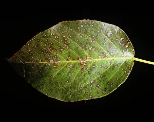 Maculata: Fabraea Leaf Spot