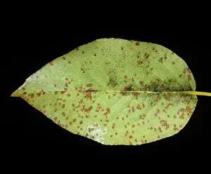 Maculata: Fabraea Leaf Spot