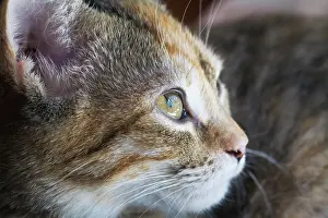 Worcester: Face of domestic shorthaired tortoiseshell