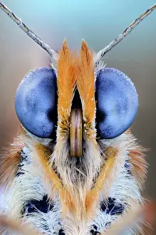 Antennata: Face of Fritillary (Melitaea sp), Luzzara Reggio