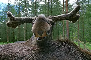 Swedish: Face of a moose, national animal, Dalsland, Sweden