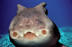 Elasmobranchii: Face of Port Jackson Shark (Heterodontus portjacksoni)