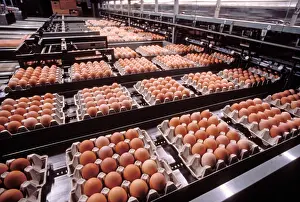 Grocery: Factory Operation - Eggs