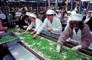 Grocery: Factory workers - Sorting through Green Beans