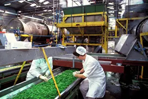Grocery: Factory workers - Sorting through Green Beans