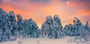 Plans: Fagne landscape under the snow, Ardennes, Belgium