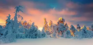 Plans: Fagne landscape under the snow, Ardennes, Belgium