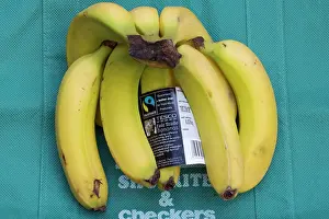 Bananas: Fairtrade bananas from Dominica on sale at Tesco, UK