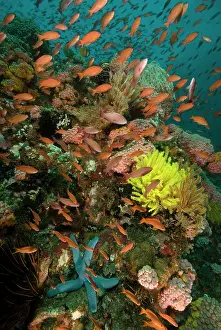 Auscape International: Fairy basslets - swim over a reef adorned with