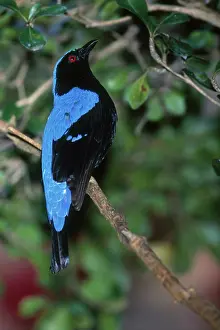 Puella: Fairy Bluebird