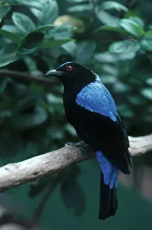 Bluebird: Fairy Bluebird