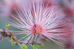 Duster: Fairy Duster (Calliandra eriophylla) common shrub