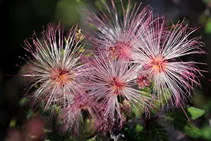 Duster: Fairy Duster (Calliandra eriophylla) common shrub