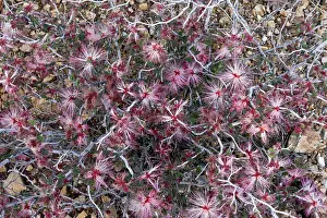 Duster: Fairy Duster / Mock Mesquite / Mesquitella - in flower