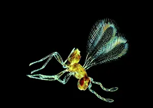 Emma Coghlan: Fairy Fly - x 20 magnification