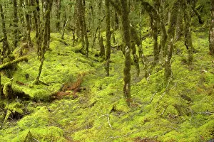 Thickly: Fairy forest - magical Mountain Beech forest with