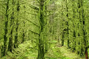 Thickly: fairy forest - in straight lines planted timber