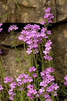 Alpinus: Fairy foxgloves