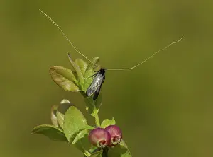 Bilberry: Fairy Longhorn Moth - male resting on Bilberry leaf - May