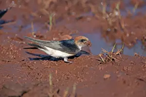 Petrochelidon: Fairy Martin