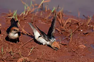Petrochelidon: Fairy Martin