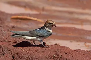 Petrochelidon: Fairy Martin - collecting mud to construct its
