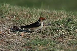 Martins: Fairy Martin - Collecting nesting material