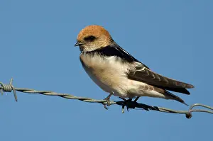Ariel: Fairy Martin - On the fence surrounding the Mt