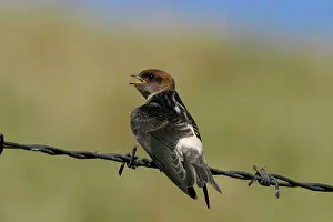 Martins: Fairy Martin - Juvenile waiting to be fed