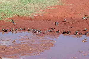 Petrochelidon: Fairy Martins - collecting mud to construct their