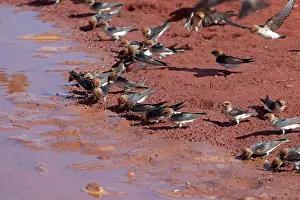 Petrochelidon: Fairy Martins - collecting mud to construct their