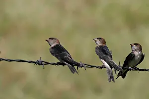 Martins: Fairy Martins - Juveniles waiting to be fed