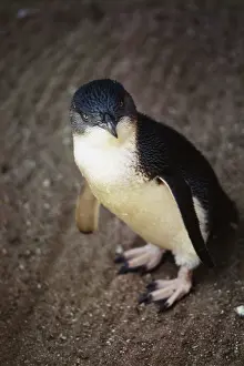 Eudyptula: Fairy Penguin
