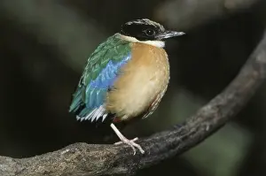 Pitta: Fairy Pitta