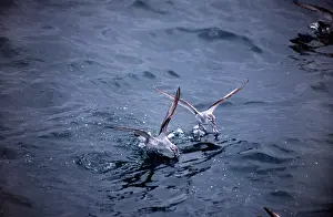 Prions: FAIRY PRION - TWO ON WATER