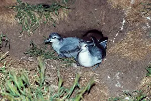Prions: Fairy PRIONS - pair in nest
