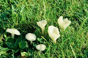 Marasmius: FAIRY RING FUNGI