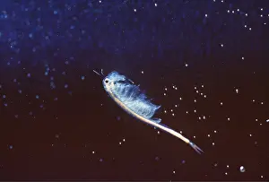 Fairy: FAIRY SHRIMP