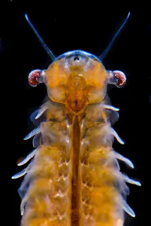 Prawn: Fairy Shrimp (Chirocephalus diaphanus) adult female