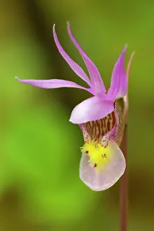 Slipper: Fairy Slipper Orchid - colourful calypso orchid in a forest