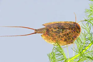 Cancriformis: Fairy / Tadpole Shrimp