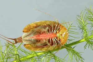 Cancriformis: Fairy / Tadpole Shrimp