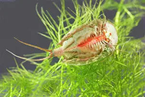 Cancriformis: Fairy / Tadpole Shrimp