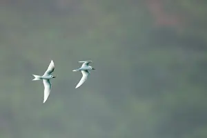 Angel: Fairy Tern