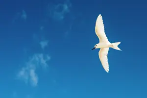 Angel: Fairy Tern