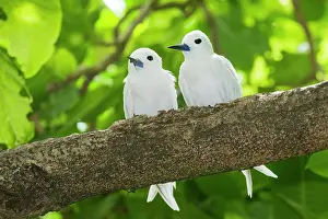 Relationship: Fairy Tern