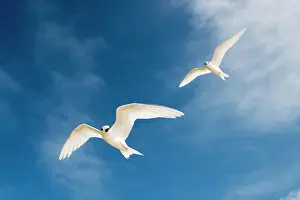 Cousin: Fairy Tern