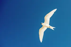 Cousin: Fairy Tern