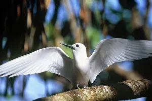 Cousine: Fairy Tern